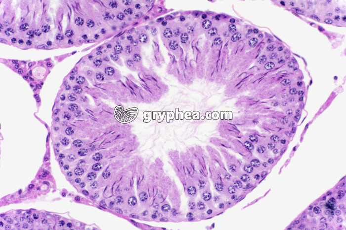 Méioses dans testicule de Cobaye x100 - gryphea.com